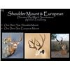 Image 1 : One Deer Size Shoulder Mount plus a European Mount