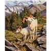 Image 1 : Dall Sheep Low on the Mountain