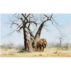 Old George Under His Favorite Baobab Tree