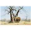 Image 1 : Old George Under His Favorite Baobab Tree
