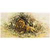 Image 1 : Lion in Thicket