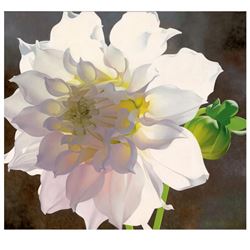 Pale Pink Dahlia by Davis, Brian