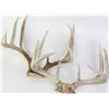 Image 1 : 2 set deer antler.