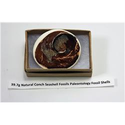 NATURAL CONCH SEASHELL FOSSIL SPECIMEN