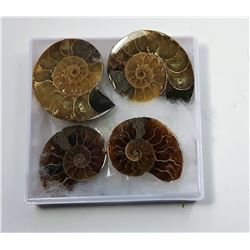 LOT OF 4 NATURAL AMMONITE SHELL FOSSILS