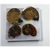 Image 1 : LOT OF 4 NATURAL AMMONITE SHELL FOSSILS