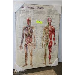 NEW THE HUMAN BODY WALL DISPLAY