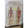 Image 1 : NEW THE HUMAN BODY WALL DISPLAY