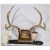 Image 1 : FLAT W/ WALL MOUNT ANTLERS, WHIP AND CANDLE
