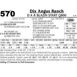 Lot 570 - D A R Blazin Start Q800