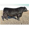 Image 1 : 10 Straws of Jindra Double Vision - Macholan Angus