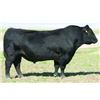 Image 1 : 30 Straws LCC NEW STANDARD G256 - Sioux Pass Angus