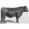 Image 1 : 50 Straws Leachman Control G335Y - Sioux Pass Angus