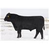 Image 1 : 50 Straws 21AR Big Spread 7012A - Sioux Pass Angus
