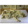 Image 1 : ARTIC WOLF PELT