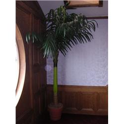 Palm Tree