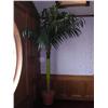 Image 1 : Palm Tree