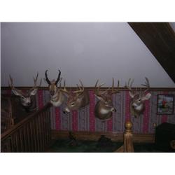 Animal Mount