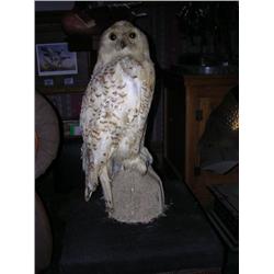 Circa 1900 Snowy owl on perch