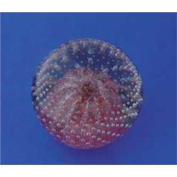 LARGE CONTROLLED BUBBLE PAPERWEIGHT