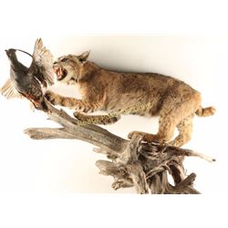 Full Bobcat & Quail Mount