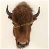 Image 1 : Young Buffalo Head Mount