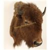 Image 2 : Young Buffalo Head Mount