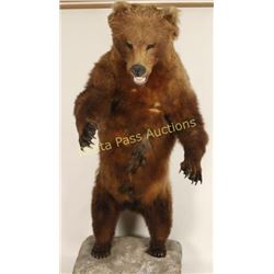 Full Mount Grizzly Bear