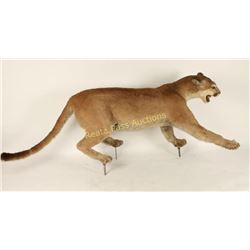 Mountain Lion Full Mount