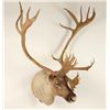 Image 1 : Large Caribou Shoulder Mount