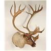 Image 2 : Large Caribou Shoulder Mount