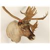 Image 3 : Large Caribou Shoulder Mount