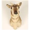 Image 1 : Antelope Shoulder Mount