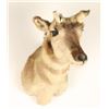 Image 2 : Antelope Shoulder Mount