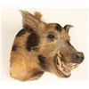 Image 2 : Wild Boar Shoulder Mount