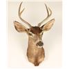 Image 1 : Deer Shoulder Mount