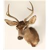 Image 2 : Deer Shoulder Mount