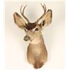 Image 1 : Deer Shoulder Mount