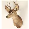 Image 2 : Deer Shoulder Mount