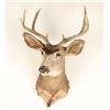 Image 1 : Deer Shoulder Mount