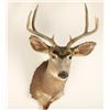 Image 2 : Deer Shoulder Mount