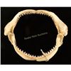 Image 2 : Shark's Mouth