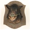 Image 1 : Black Boar's Head Mount