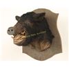 Image 2 : Black Boar's Head Mount