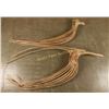 Image 1 : Lot of 2 Saguaro Skeletons