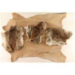 Lot of 4 Pelts