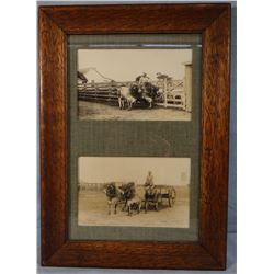 2 Brahma bull team photos, 6" x 4 1/2" each, framed