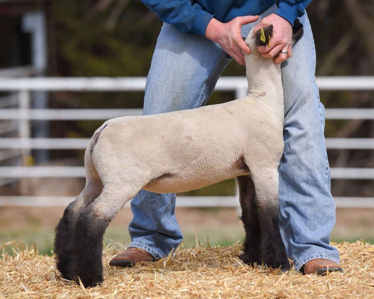 Hobbs Show Lambs
