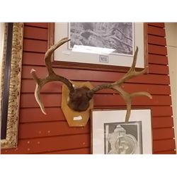 WALL  MOUNTED DEER ANTLERS
