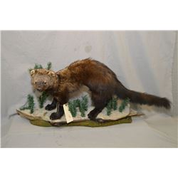 Taxidermied large weasel, possible Fisher or American Minks (?) mounted on display 37  total length 